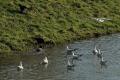 bdvogels18 05